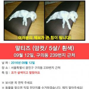 코가 살색인 말티즈 간절히 찾고있습니다