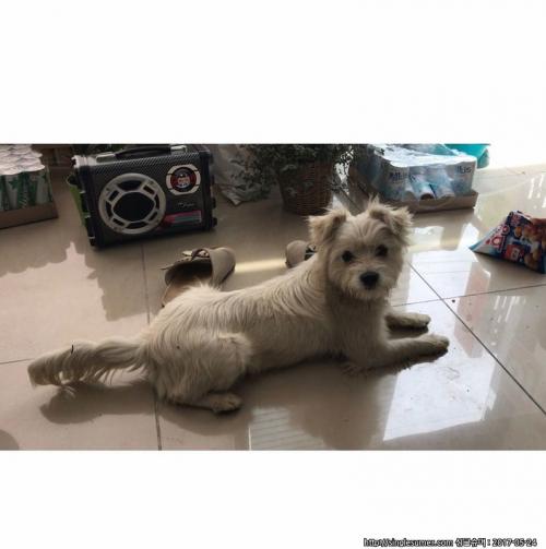 구미 말티즈 믹스 여아(1살가량) 보호중입니다