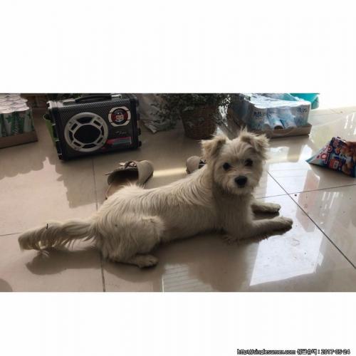 구미 말티즈 믹스 여아(1살가량) 보호중입니다