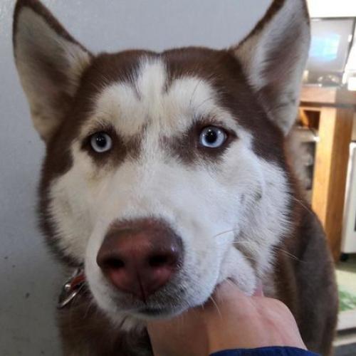 전국 고양이 강아지 무료분양 합니다