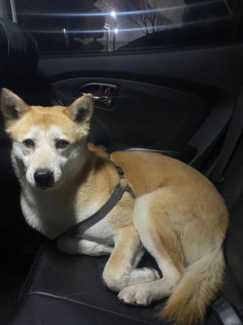 대형견 북악스카이웨이 하네스만 있는 강아지