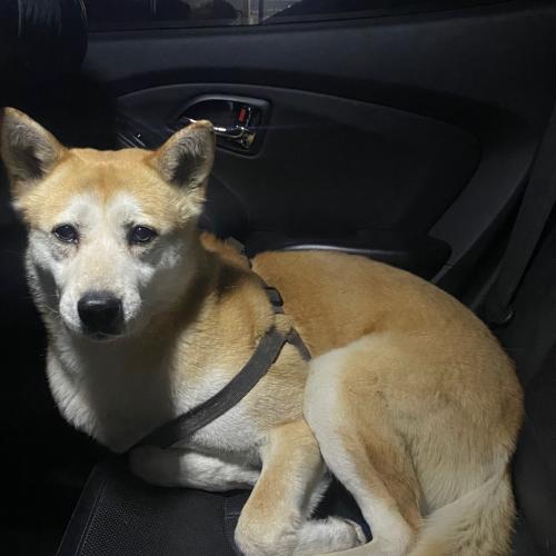 대형견 북악스카이웨이 하네스만 있는 강아지