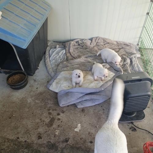 진돗개 분양합니다