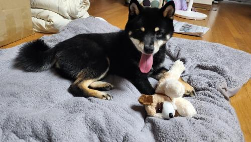 찾았습니다. 블랙탄 시바견 주인을 찾습니다.