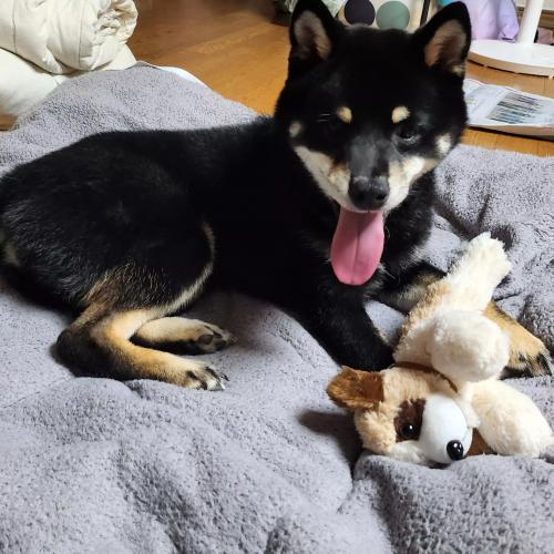 찾았습니다. 블랙탄 시바견 주인을 찾습니다.