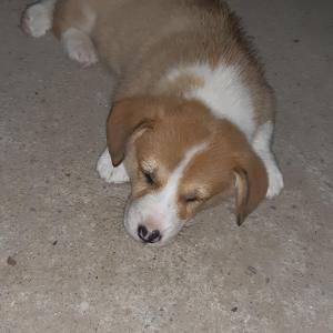 강아지 찾습니다.