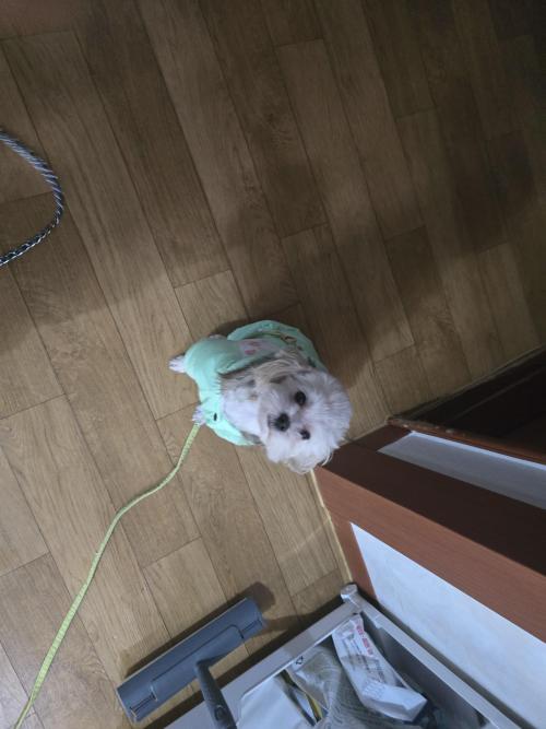 말티푸 1살 남아