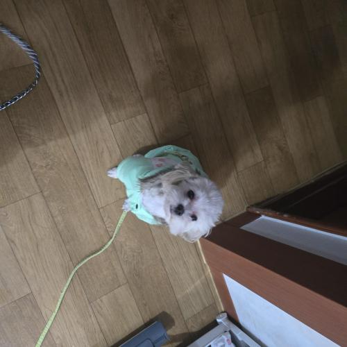 말티푸 1살 남아