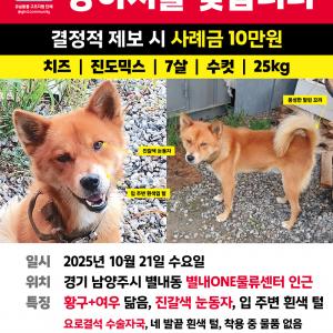 경기도 남양주시 별내동 갈색 진도믹스 찾습니다