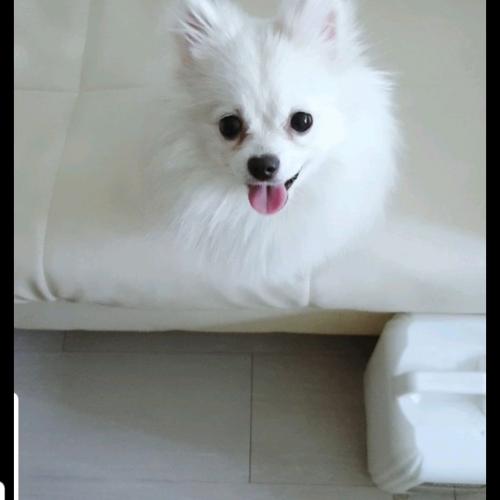 수원에서 강아지를 잃어버렸어요 ㅜㅜ