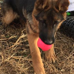 세퍼드인 우리 '맥스'를 찾아주세요.