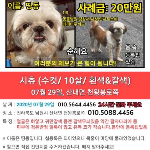 전북남원 시츄 남 띵동이 찾아요  / 사례합니다
