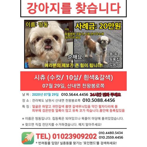 전북남원 시츄 남 띵동이 찾아요  / 사례합니다