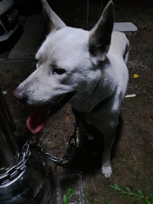 (완료) 백구 주인을 찾습니다.