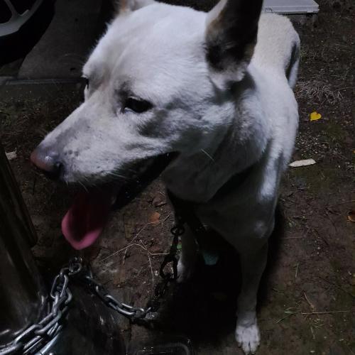 (완료) 백구 주인을 찾습니다.