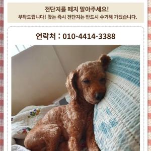 강아지를잃어버렸습니다.