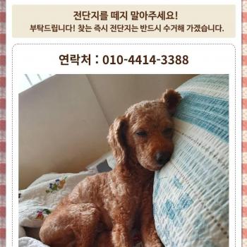 강아지를잃어버렸습니다.