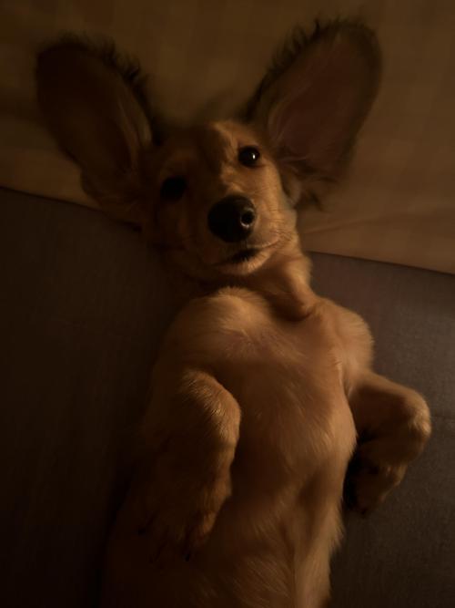 태어난지 3개월된 닥스훈트 남아 분양 보냅니다.