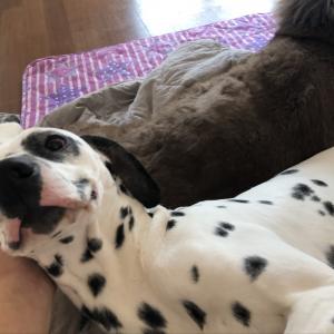 포천시 달마시안 두마리 찾아요