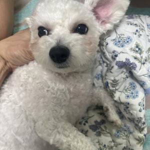 2살 비숑 강아지의 가족을 찾습니다