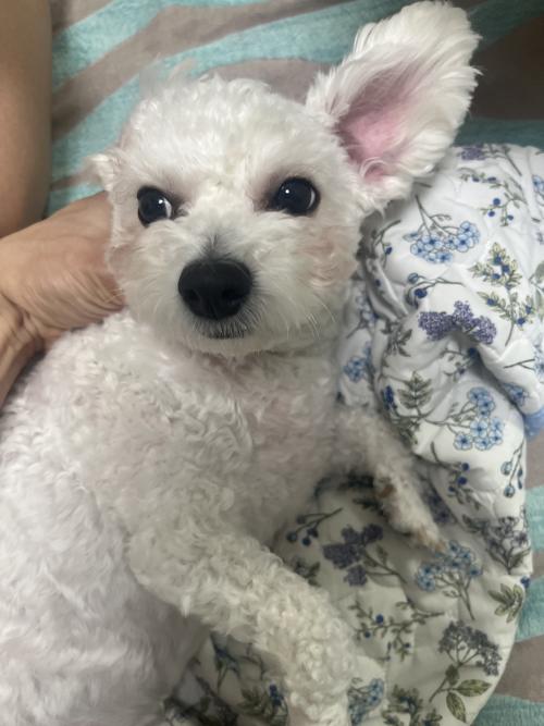 2살 비숑 강아지의 가족을 찾습니다