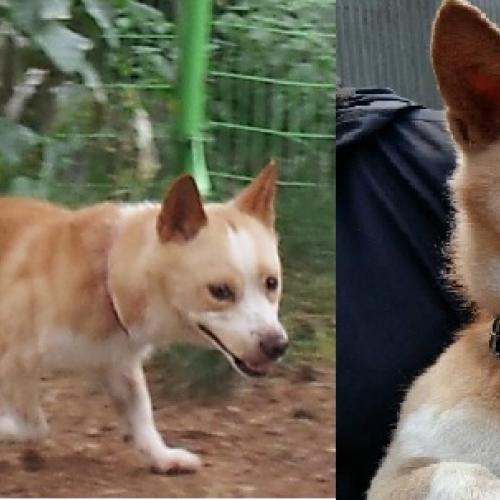 사례합니다 초롱이를 찾아요