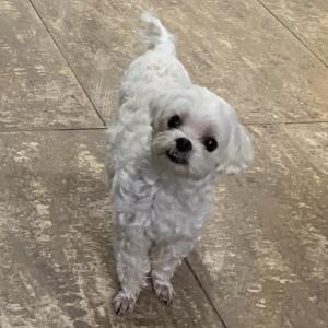 여수 시청 부근에서 사라진 은별이를 찾아요