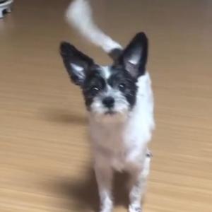 강아지를 찾고있어요