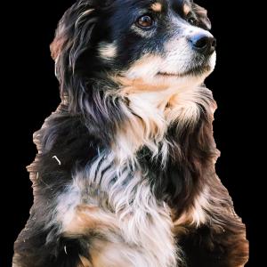 꼬맹이를 찾습니다