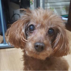 쌍문1동(덕성여대 근처) 갈색 암컷 푸들
