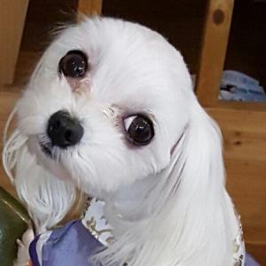 인천시 남동구 만수1동 강아지를 찾습니다.