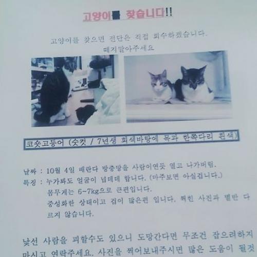 경기도 월피동 526번지 고양이 코숏 남아 를 찾습니다