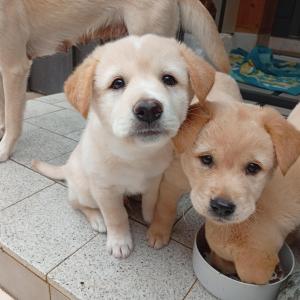 강아지 광주 쌍촌동