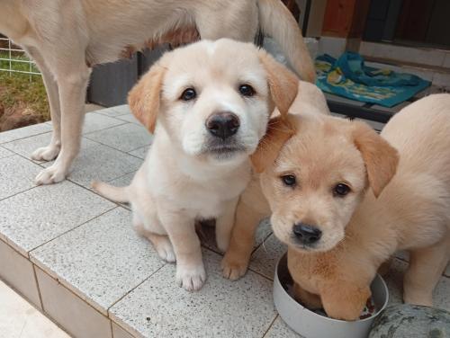 강아지 광주 쌍촌동