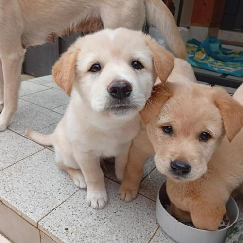 강아지 광주 쌍촌동