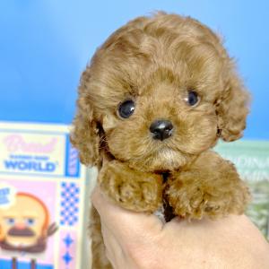 [5만원] 크림, 블랙 푸들 왕자님 소개합니다 ♥