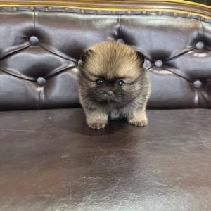2개월령 포메라니안 분양보냅니당!