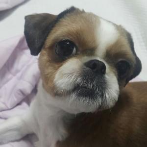 잃어버린 시츄 강아지를 찾습니다.!!!