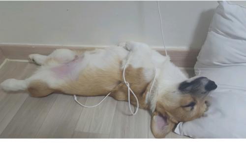 웰시코기책임분양합니다