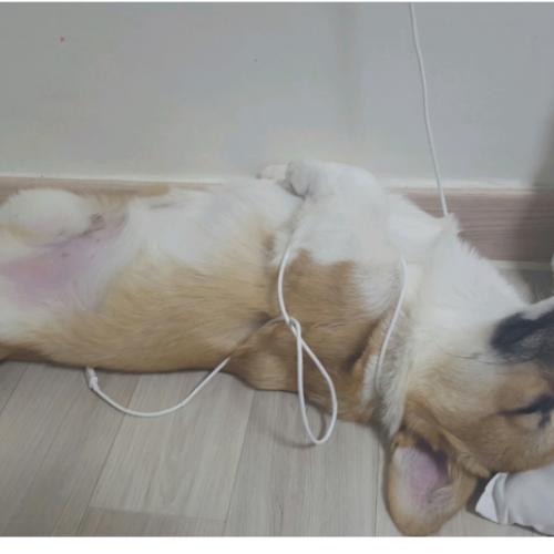 웰시코기책임분양합니다