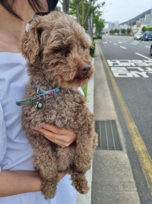 양산시 동면 갈색푸들 보호중입니다