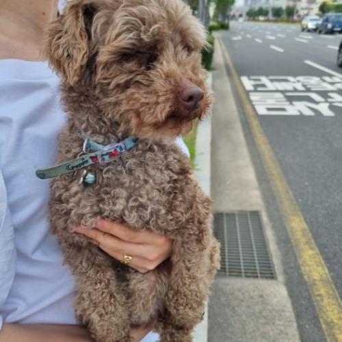 양산시 동면 갈색푸들 보호중입니다