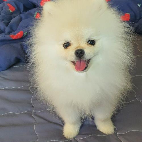 6개월된 남아 포메 입양보냅니다