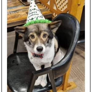 전남 해남 덕송마을 덕곡마을근처에서 잃어버린 강아지를 찾았습니다-5월 10일 12시에 덕곡마을근처에서 찾음