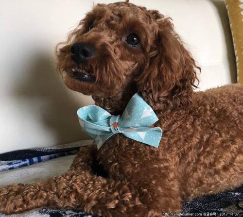 푸들 남아 무료분양합니다.