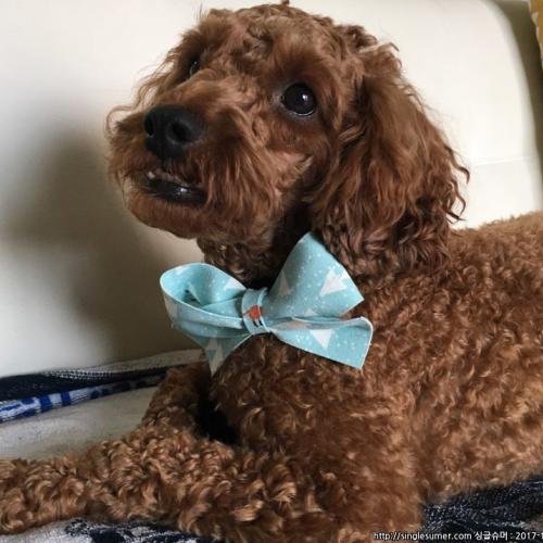 푸들 남아 무료분양합니다.