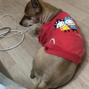 강아지를찾습니다