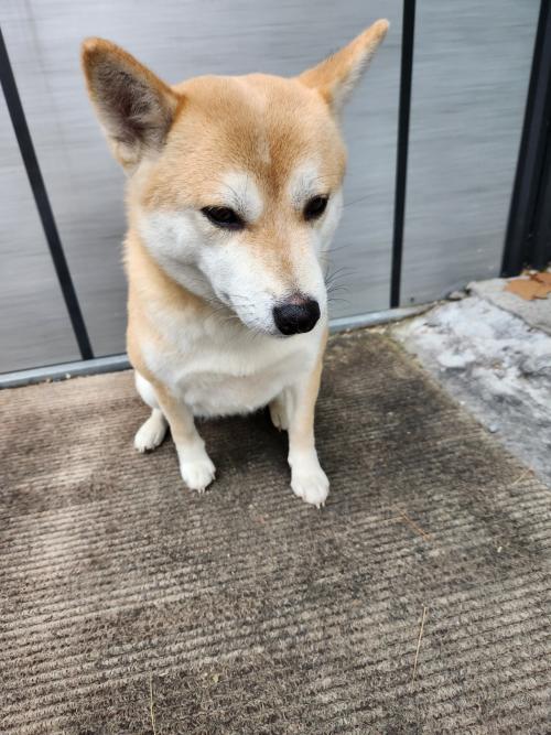 회사에유기견있어요~(시바견 암컷)