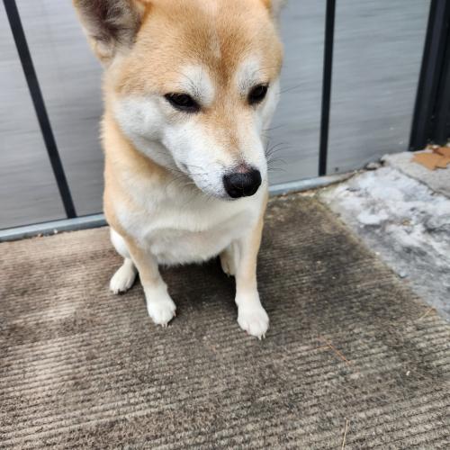 회사에유기견있어요~(시바견 암컷)