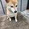 회사에유기견있어요~(시바견 암컷)